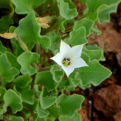 Exodeconus miersii