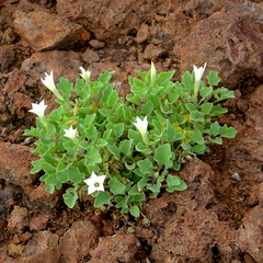 Exodeconus miersii