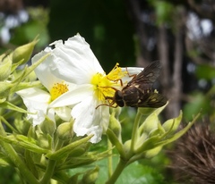 Scaptia adrel