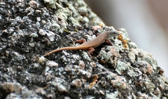 Trachylepis lacertiformis