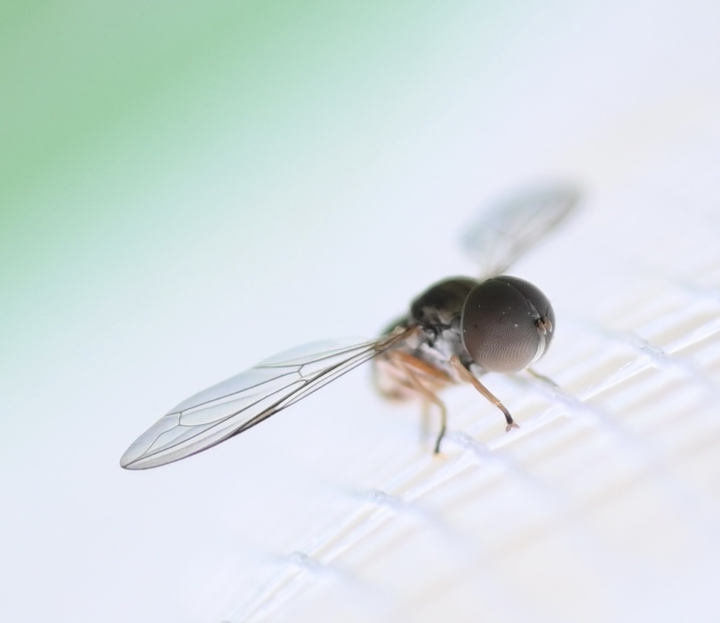 Genus Eudorylas thecicadadude