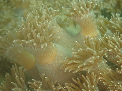 Duncanopsammia peltata