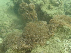 Duncanopsammia peltata