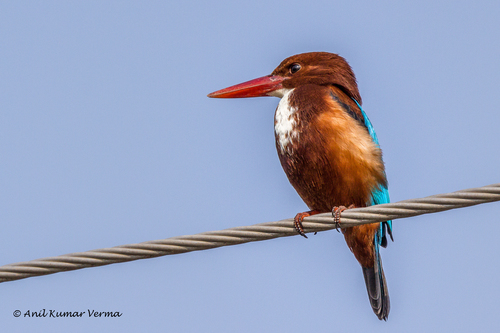 White-throated Kingfisher