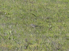 Setophaga coronata
