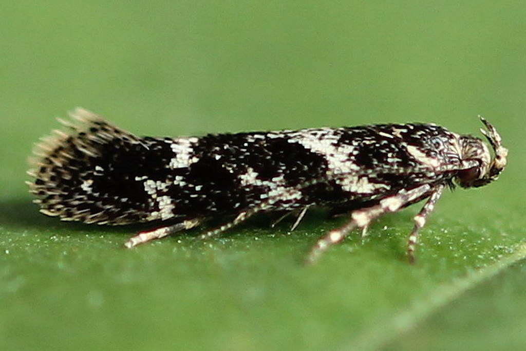 Klimeschiopsis
