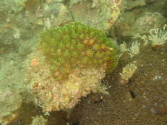 Galaxea fascicularis