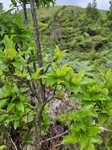 Image of Vaccinium cylindraceum by no rights reserved