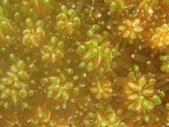 Galaxea fascicularis