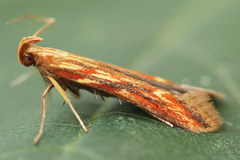 Metzneria aprilella