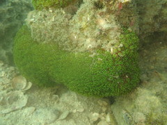 Galaxea fascicularis