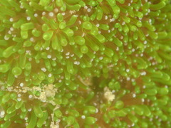 Galaxea fascicularis