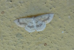 Cyclophora annularia