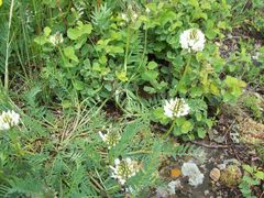 Astragalus austrosibiricus