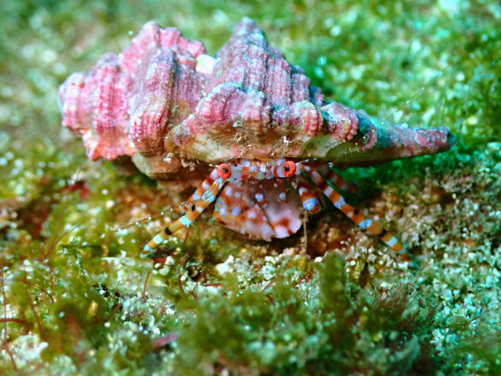 Phimochirus roseus