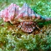 Phimochirus roseus - Photo (c) daniela_s, μερικά δικαιώματα διατηρούνται (CC BY-NC)