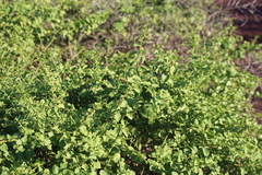 Cryptocarpus pyriformis