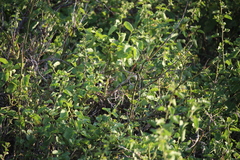 Cryptocarpus pyriformis