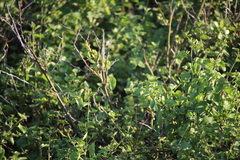 Cryptocarpus pyriformis