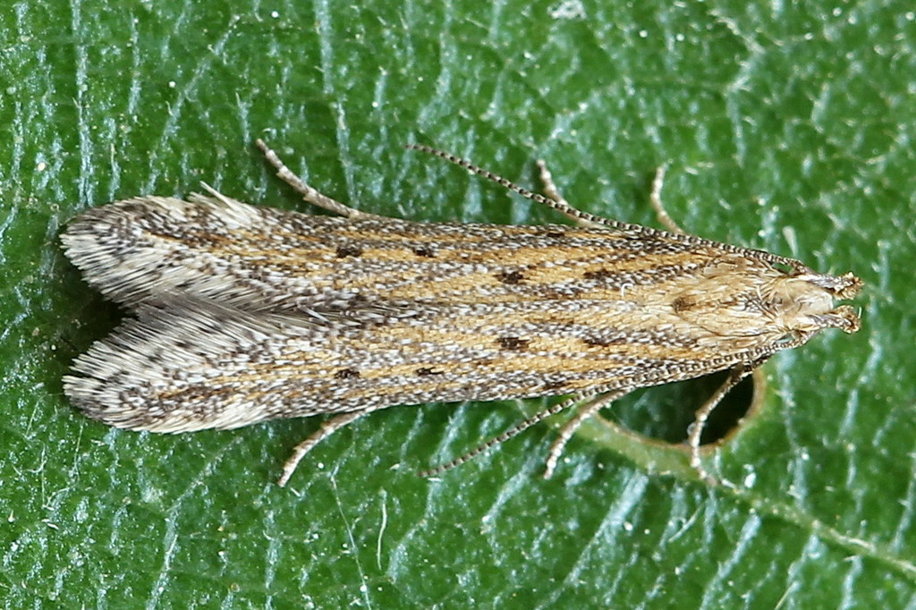 Metzneria paucipunctella
