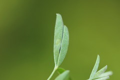 Mirificarma cytisella