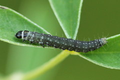 Mirificarma cytisella