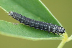Mirificarma cytisella