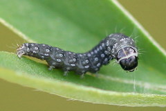 Mirificarma cytisella