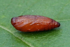 Mirificarma cytisella