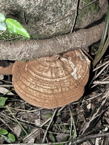 Ganoderma applanatum
