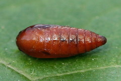 Mirificarma cytisella
