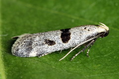 Mirificarma cytisella