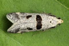 Mirificarma cytisella