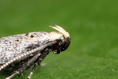 Mirificarma cytisella