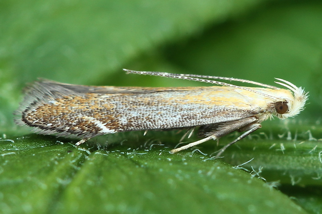 bracken neb