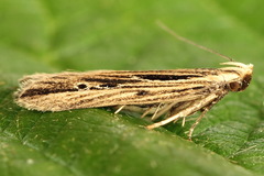 Monochroa palustrellus