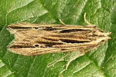 Monochroa palustrellus