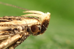 Monochroa palustrellus