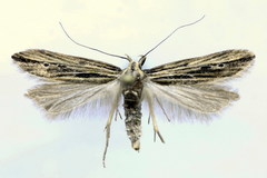 Monochroa palustrellus