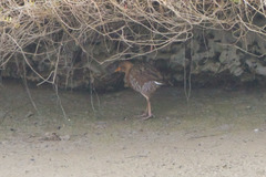 Rallus obsoletus levipes