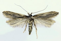Monochroa palustrellus