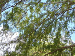 Prosopis