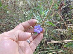 Ruellia paniculata
