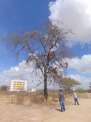 Schinopsis brasiliensis