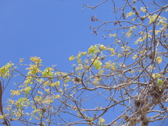 Schinopsis brasiliensis