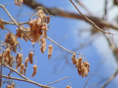 Schinopsis brasiliensis