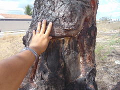 Schinopsis brasiliensis