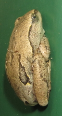 Hyperolius parallelus