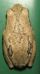 Hyperolius parallelus