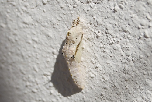 Great Southern White, photo 7 of 8